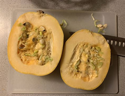 The seeds inside my spaghetti squash sprouted : mildlyinteresting