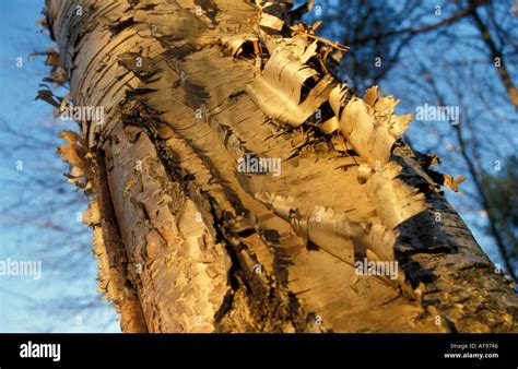 bork bork  res stock photography  images alamy