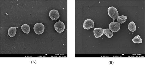 Scanning electron micrographs of S. aureus after incubation at 37 °C ...