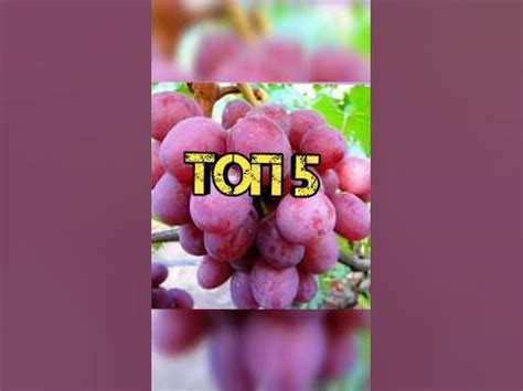 Топ 5 сортов винограда с мускатным вкусом!!!! - YouTube