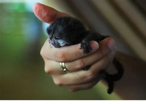 Finger Monkey Natures Tiny Marvels