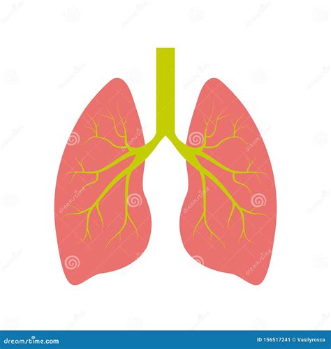 Lung Or Human Lungs Icon Line Outline Art With Bronchial System Vector