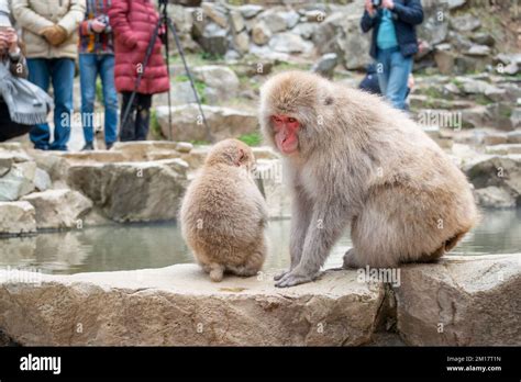 Baby And Mother Japanese Macaque Monkeys Sitting By The Hot Spring Tourists Taking Photos Snow