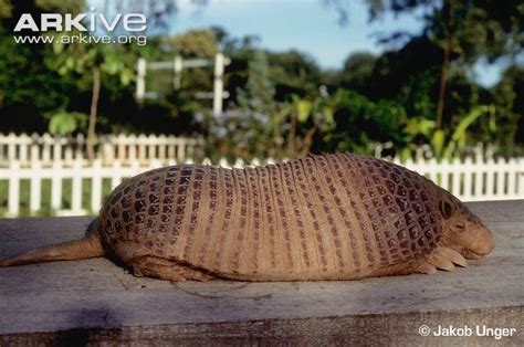 Northern Naked Tailed Armadillo Alchetron The Free Social Encyclopedia