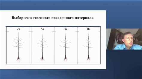 Агротехнические приемы, способствующие получению качественных плодов ...