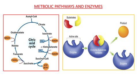 Solution Metabolic Pathways Enzymes Studypool