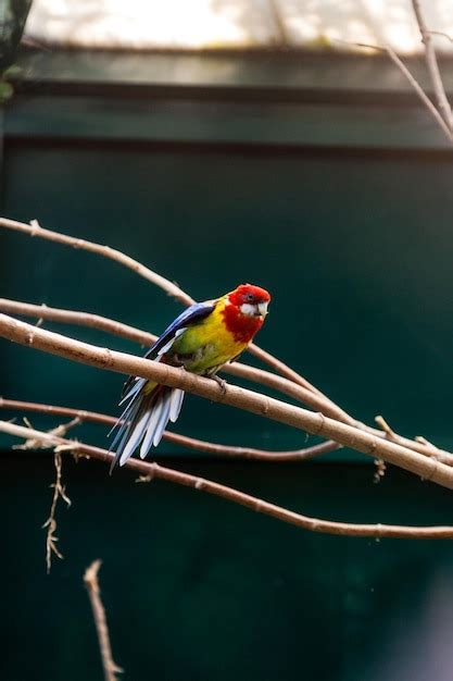 Loros Guacamayos Sentados En Una Rama De Primer Plano Foto Premium