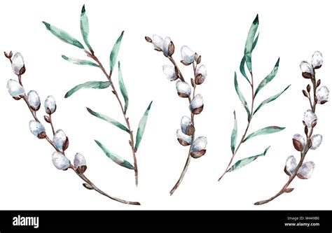 Watercolor Clip Art Of Pussy Willow Branches Hand Drawn Illustration Stock Photo Alamy