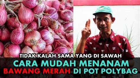 Cara Mudah Menanam Bawang Merah Di Polybag Lengkap Dari Tanam Sampai