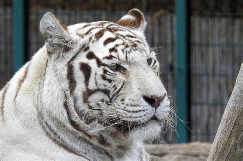 100000 Gambar Putih Harimau And Harimau Gratis Pixabay