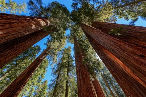 Sequoia National Park - Bezienswaardigheden Amerika