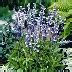 Шалфей (Сальвия) Королева Фей: описание сорта, характеристики ...