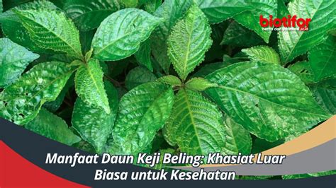 Manfaat Daun Keji Beling Khasiat Luar Biasa Untuk Kesehatan