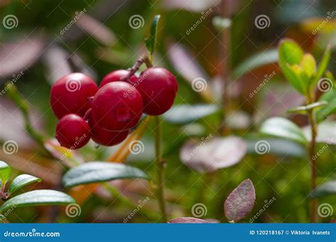 Red Berries Of Cranberries In Late Summer At The Sumy Region In Ukraine