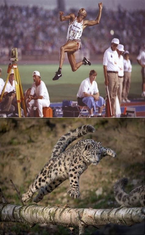 Animals Vs Olympians Who Is The Winner