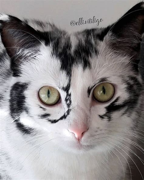 Vitiligo Black Cat With White Spots