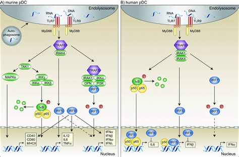 Irf Irf And Irf In Human Pdcs The Good The Bad And The