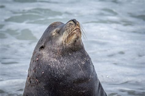 Harbor Seal | Animals wild, Animals, Habitats