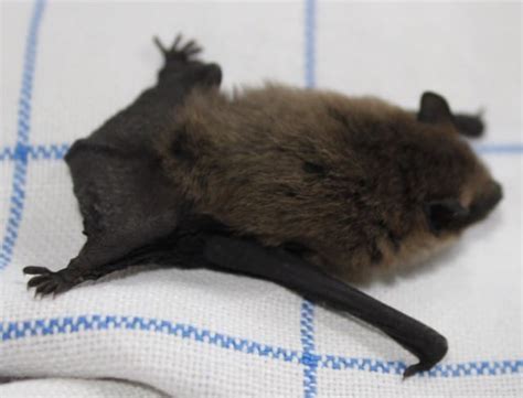 Baby bat rescue - Pet Samaritans