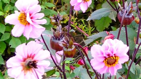 Мои однолетние георгины, огурцы на шпалере.. - YouTube