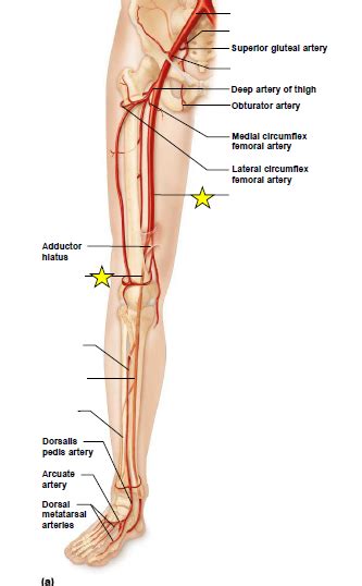 Arteries Of The Pelvis And Lower Limb Diagram Quizlet