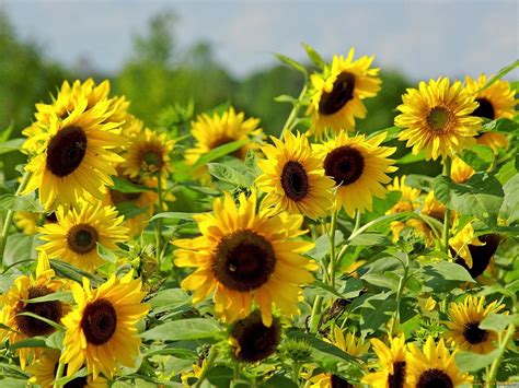 Подсолнухи открытки (31 фото)