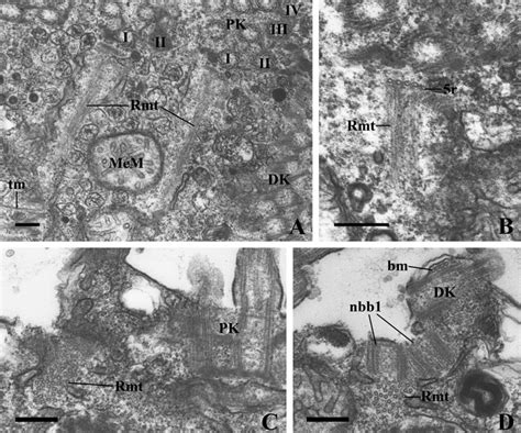 Transmission Electron Micrographs Of The Nucleated Microtubules Rmt