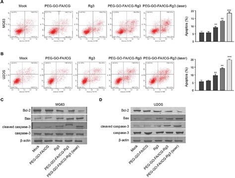 Frontiers Graphene Oxide NanoparticleLoaded Ginsenoside Rg3 Improves