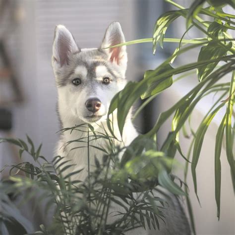 Son Los Lirios De La Paz Venenosos Para Perros Y Gatos