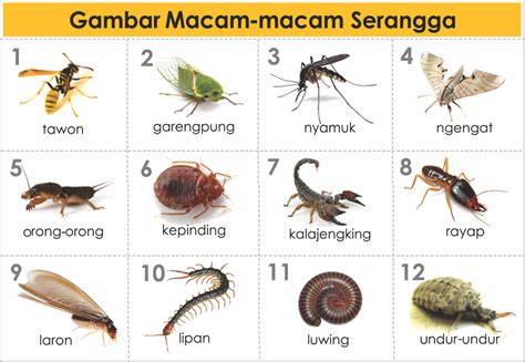 Gambar Jenis And Macam Hewan Serangga Freewaremini