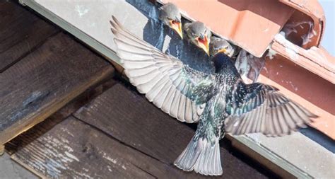 Bird Proofing Archives Avon Pest Control