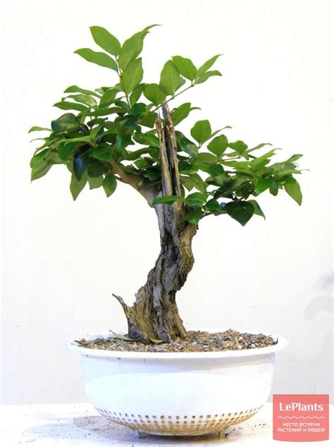Бирючина японская (Ligustrum japonicum) — описание, выращивание, фото ...