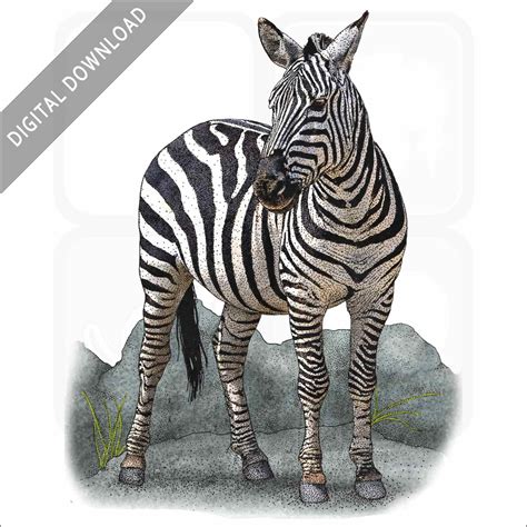 Stock Art Drawing Of A Plains Zebra Inkart