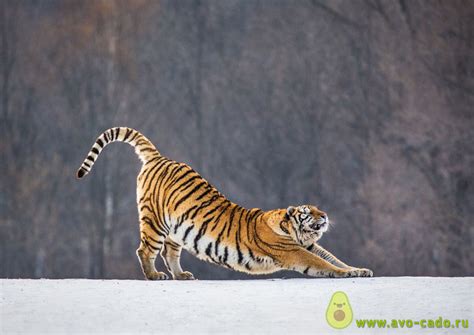 Описание тигров для школьников, интересные факты, викторина, фотографии
