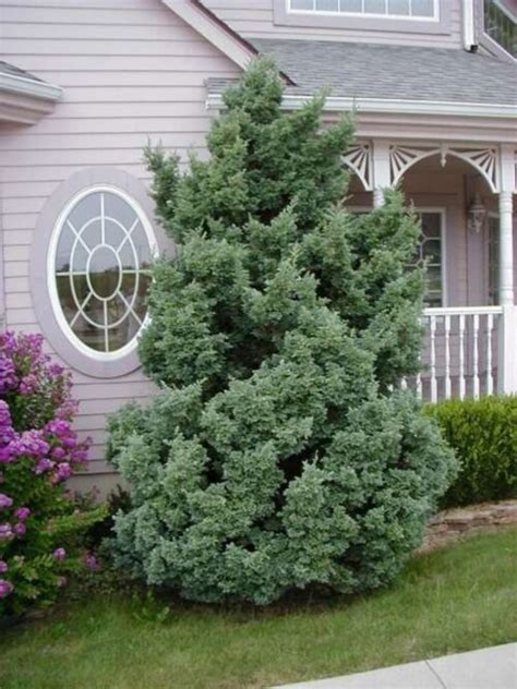 Кипарисовик горохоплодный Булевард. (Chamaecyparis pisifera Boulevard ...