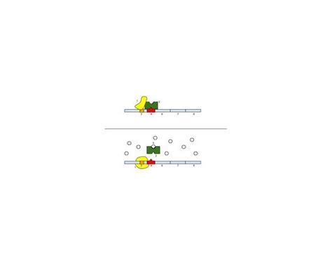 Lac operon Quiz