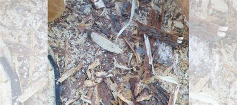 Кора кедра(мульча) купить в Твери | Товары для дома и дачи | Авито