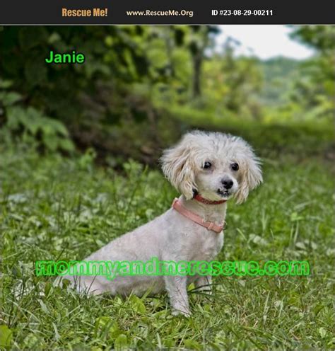 Adopt Bichon Frise Rescue Mount Carmel Pa