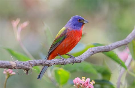 Painted Bunting | Painted bunting, Bird, Bunting bird