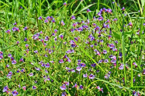 Beautiful Wild Violet Flowers Stock Photo Image Of Beautiful Blossom
