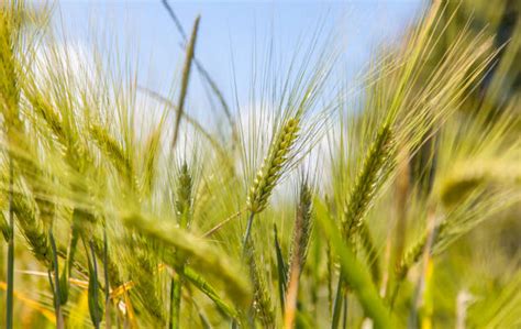 durum wheat field stock  pictures royalty  images
