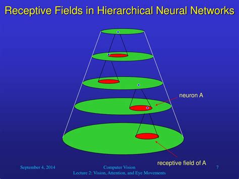 Ppt Stimuli In Receptive Field Of Neuron Powerpoint Presentation