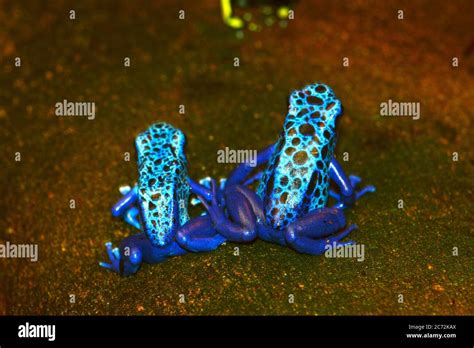 Blue poison dart frog Stock Photo - Alamy
