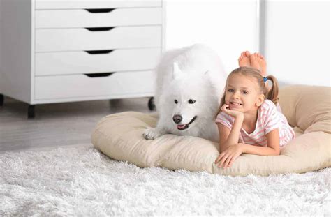 how to get dog fur off comforter