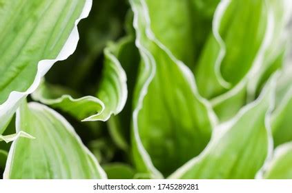 Natural Background Hosta Funkia Plantain Lilies Stock Photo