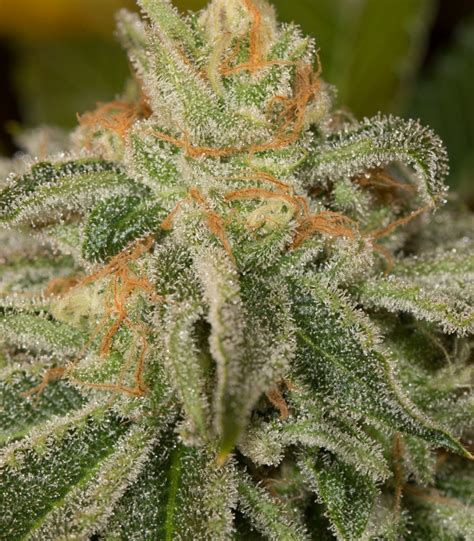 Zkittlez (Skittles) Strain: Effects and Properties Overview | Sweedsy