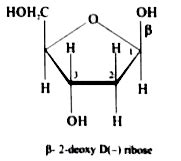 Beta Furanose Dna