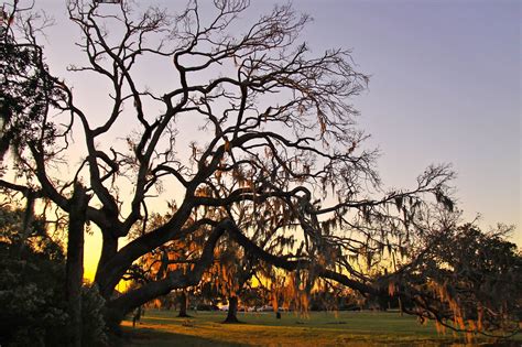 Fontainebleau State Park Near New Orleans Boardwalks And Bayous