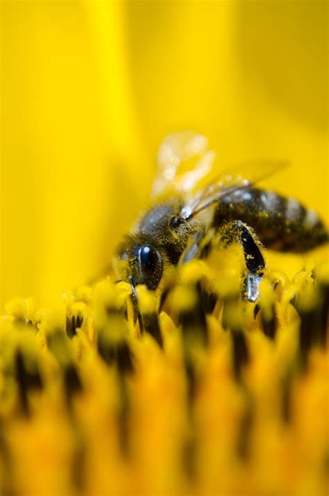 Kostenlose Foto Natur Fotografie Blume Pollen Makro Gelb Fauna