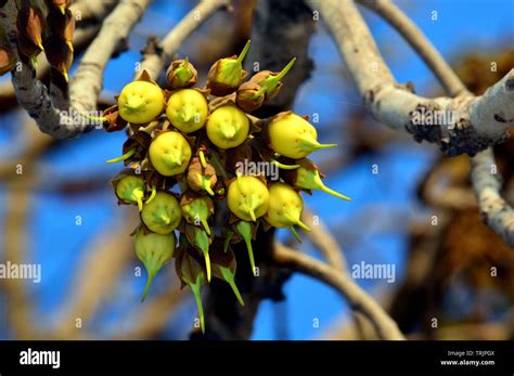 mahua tree india  res stock photography  images alamy